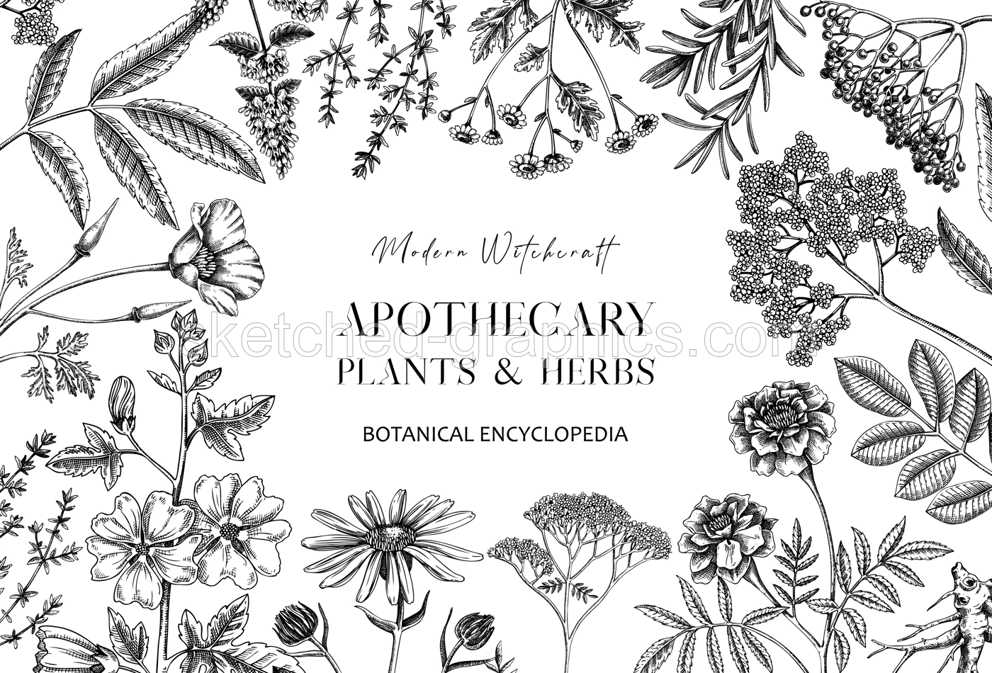 Apothecary plant banner design. Witchcraft background. Herbal remedies, medicinal plants, witch herbs hand-drawn vector illustration. Vinatge card template. NOT AI genereted Illustration